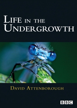 watch free Life in the Undergrowth hd online