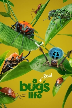 watch free A Real Bug's Life hd online